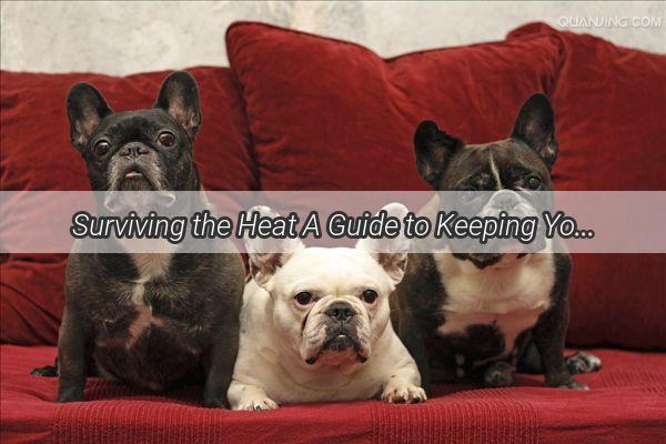 Surviving the Heat A Guide to Keeping Your Pup Cool and Comfortable in the Summer Heat of Home